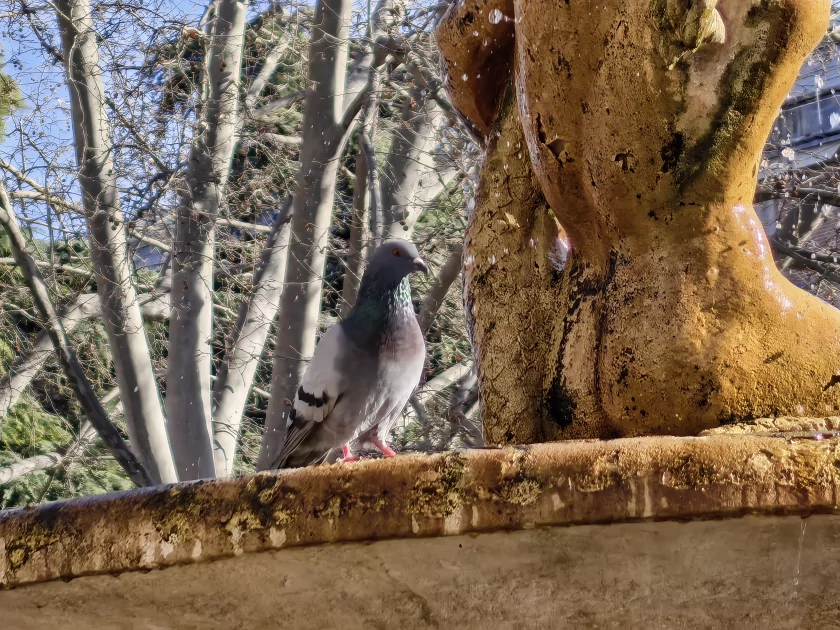 Стильный камерафон, который не боится дождя и падений: обзор HUAWEI Mate 80 Pro