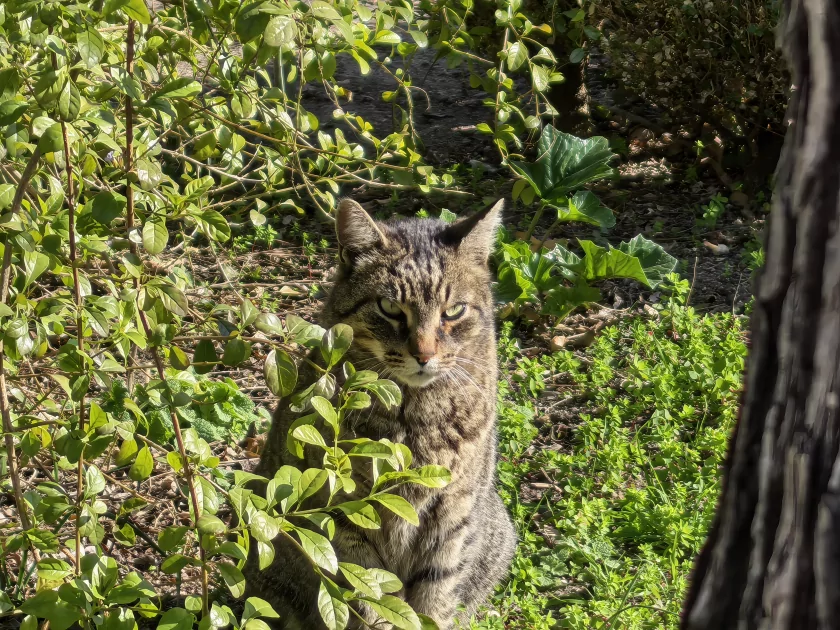 Стильный камерафон, который не боится дождя и падений: обзор HUAWEI Mate 80 Pro