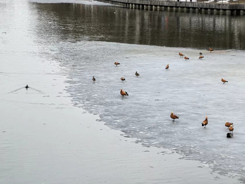 Молодежный предфлагман: обзор HUAWEI nova 15 Pro. Стоит ли он своих денег? — Качество снимков. 43