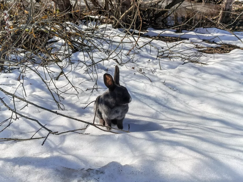 Искал подвох, но не нашел: обзор TECNO CAMON 50 — Камеры. 16