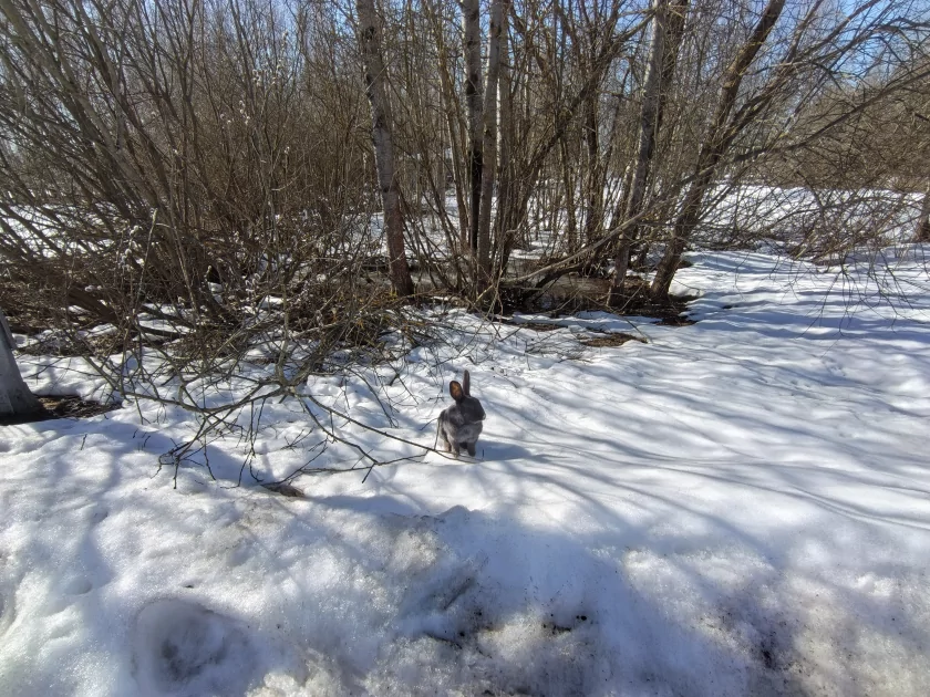 Искал подвох, но не нашел: обзор TECNO CAMON 50 — Камеры. 24