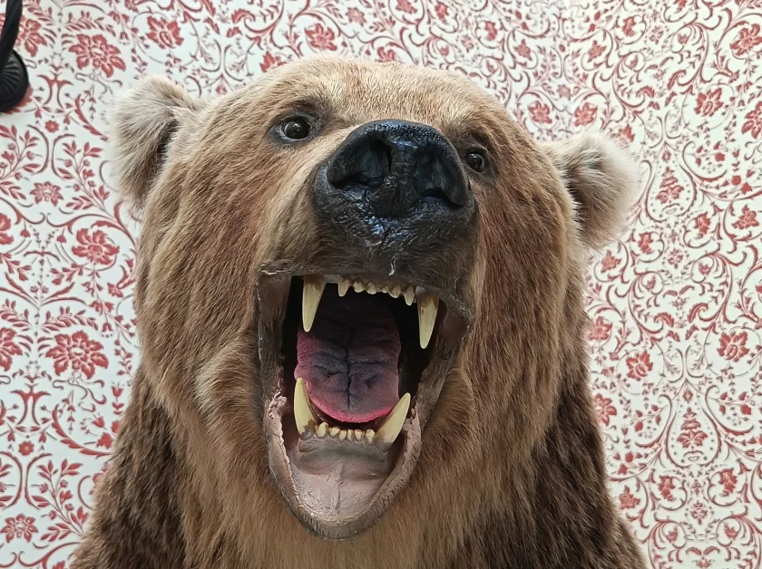 Стильный, тонкий, лёгкий и с металлической рамкой: обзор HONOR 600 Lite