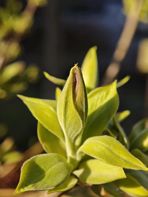 Вымирающий вид. Обзор Xiaomi 17 — компактного смартфона с флагманской начинкой — Камеры. 42