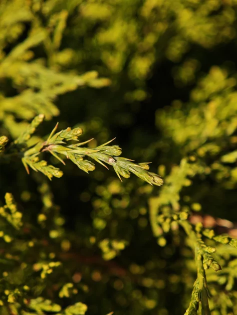 Вымирающий вид. Обзор Xiaomi 17 — компактного смартфона с флагманской начинкой — Камеры. 43