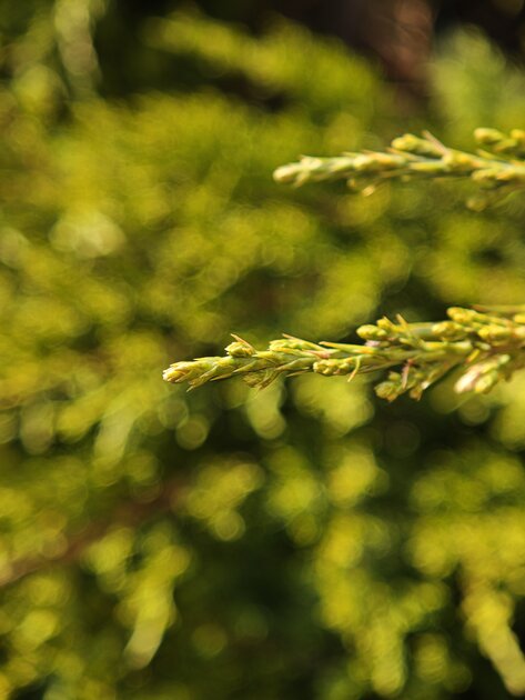 Вымирающий вид. Обзор Xiaomi 17 — компактного смартфона с флагманской начинкой — Камеры. 44