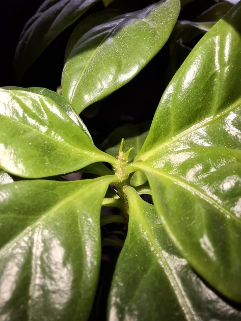 Смартфон, который вы купите на 6 лет: обзор Samsung Galaxy A37 — без экспериментов, только улучшения