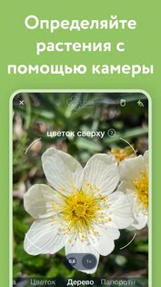 Flora Incognita 3.14.0. Скриншот 2