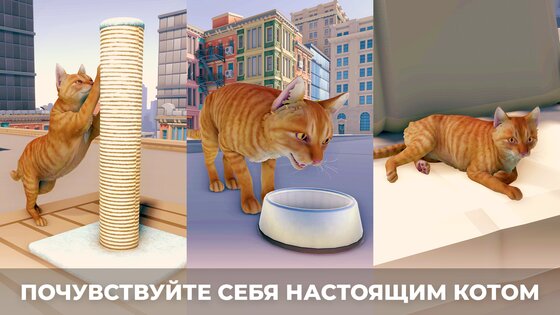 Симулятор кота в городе 3.0. Скриншот 5