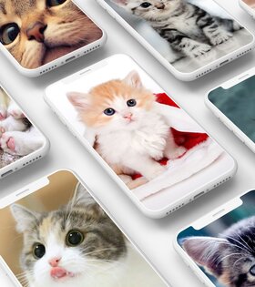 Кошачьи Обои 11.1.1. Скриншот 1