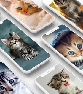 Кошачьи Обои 11.1.1. Скриншот 2