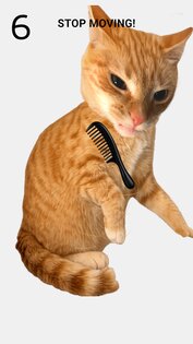 Brush The Cat 1.1.5. Скриншот 1