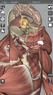 3D Bones and Muscles (Anatomy) 6.1. Скриншот 5