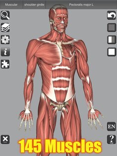 3D Bones and Muscles (Anatomy) 6.1. Скриншот 10