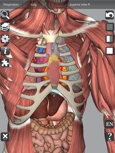 3D Bones and Muscles (Anatomy) 6.1. Скриншот 12