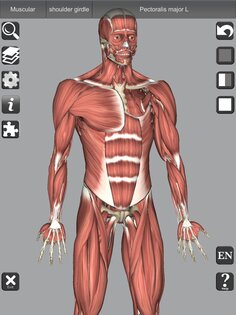 3D Bones and Muscles (Anatomy) 6.1. Скриншот 18