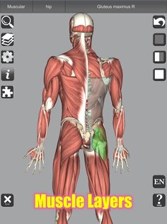 3D Bones and Muscles (Anatomy) 6.1. Скриншот 19