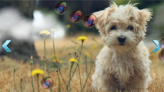 Soap bubbles 1.5. Скриншот 1