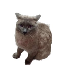 Приключения котов 1.0.3. Скриншот 1