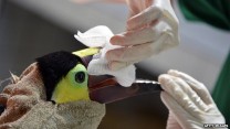 Покалеченный людьми тукан получит новый клюв, напечатанный на 3D-принтере