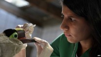 Покалеченный людьми тукан получит новый клюв, напечатанный на 3D-принтере