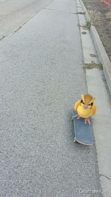 Pokemon GO: обзор и гайд по ловле покемонов