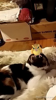 Pokemon GO: обзор и гайд по ловле покемонов