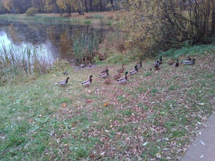 Обзор Philips S326