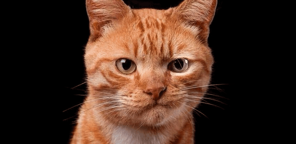 Женский Юмор 1.38. Скриншот 1