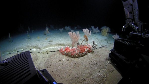 Okeanos Explorer отправился покорять новые глубины Тихого океана