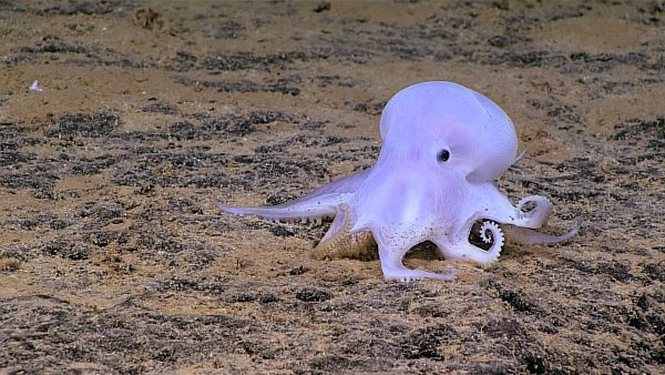 Okeanos Explorer отправился покорять новые глубины Тихого океана