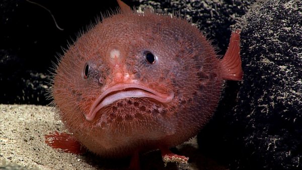 Okeanos Explorer отправился покорять новые глубины Тихого океана