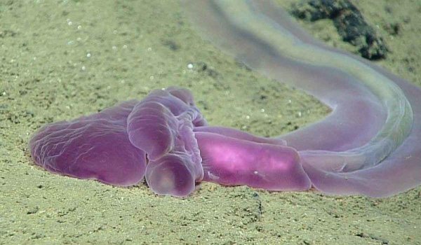 Okeanos Explorer отправился покорять новые глубины Тихого океана