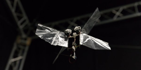 Новый робот DelFly Nimble умеет летать как насекомое