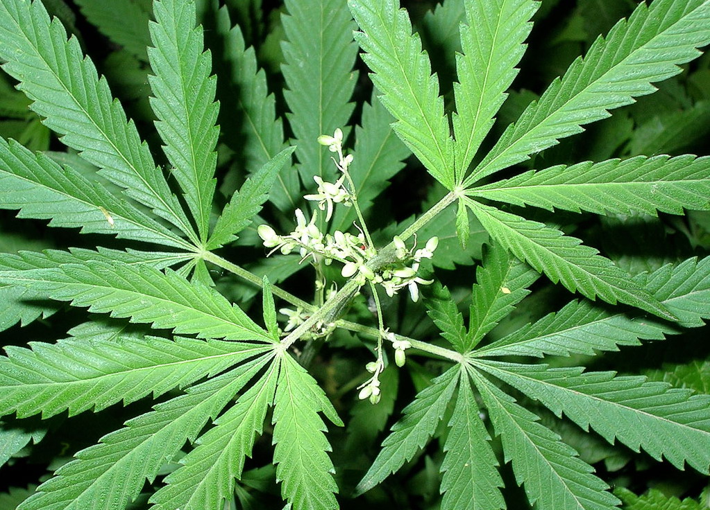 Аккумулятор из конопли как марихуана влияет на либидо
