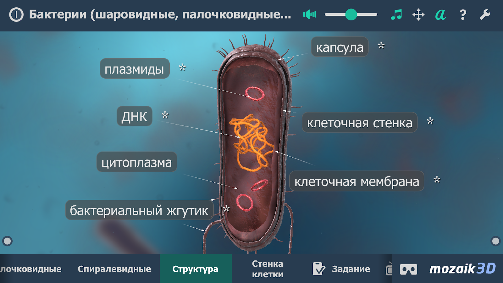 Скачать Бактерии интерактивное 3D 1.21 для Android, iPhone / iPad