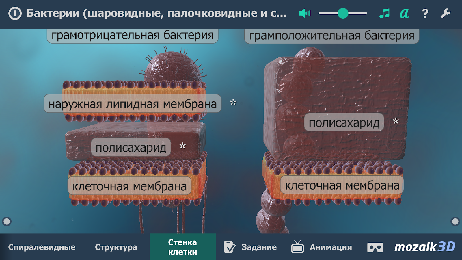 Скачать Бактерии интерактивное 3D 1.21 для Android, iPhone / iPad